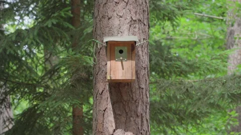 Birdhouse on a Pine Tree in Northern Vosges, France 스톡 동영상 333458769