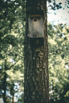 Birdhouse on pine tree Stock Photos