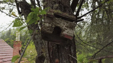 Birdhouse sits on a tree branch in a backyard with green leaves and homes in Stock Footage 344319107