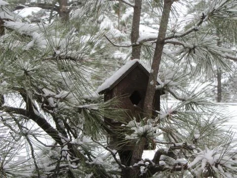 Birdhouse in snow, pine tree Stock Photos