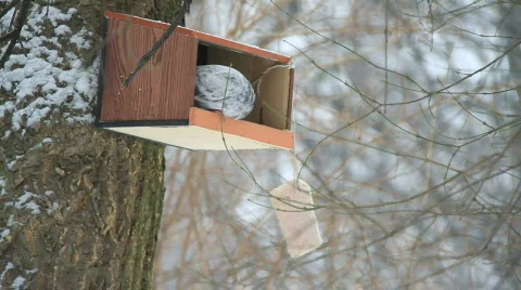 Birdhouse in snowfall 1 Stock Footage 743734