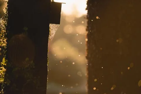 Birdhouse with spiderweb on tree trunk backlit by evening sun. Stock Photos