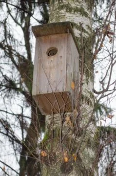 Birdhouse in spring on the birch in the spring Stock Photos
