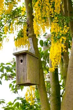 Birdhouse in spring flowering tree Stock Photos