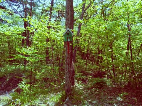 Birdhouse in the spring forest. Stock Photos