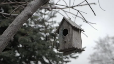 Birdhouse, starling box Vídeo Stock 268323544