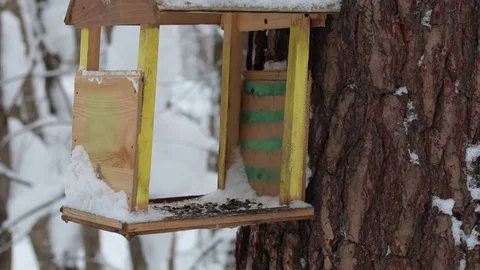 Birdhouse with tomtits in the winter forest. 스톡 동영상 71670123