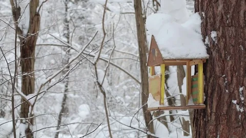 Birdhouse with tomtits in the winter forest. Stock-Footage 71670179