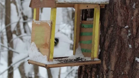 Birdhouse with tomtits in the winter forest. 스톡 동영상 71670772