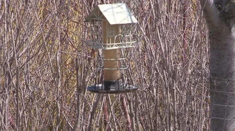 Birdhouse in Toronto surrounded by budding trees and flowers in the spring Stock Footage 49686065