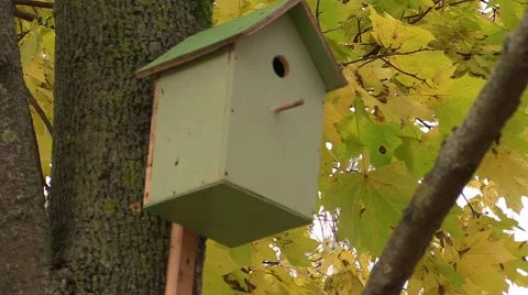 Birdhouse in a tree in autumn Video stock 62822485