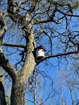 Birdhouse on Tree Branch in Spring Stock Photos