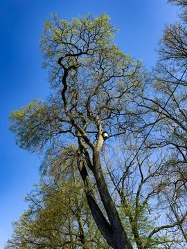 Birdhouse on Tree Branch in Spring Stock Photos