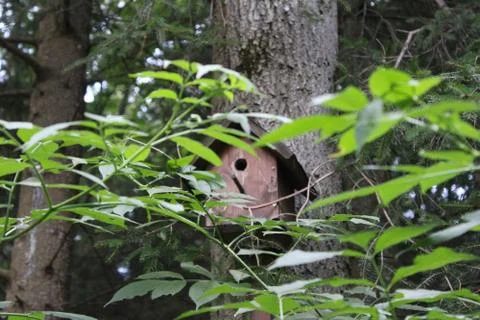 Birdhouse on a tree with branches. Stock Photos