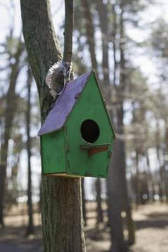 Birdhouse on the tree , close up view Stock Photos