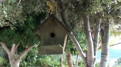 Birdhouse on tree Stock Footage 19205727