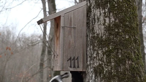 Birdhouse on tree 動画素材 73875117