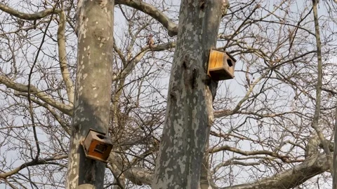 Birdhouse on The Tree Stock Footage 169386727