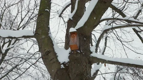 Birdhouse on a tree Stock-Footage 229172748