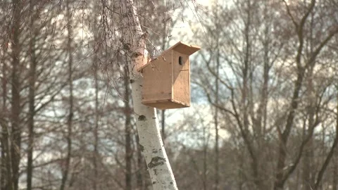 Birdhouse on a tree. Video stock 313444109
