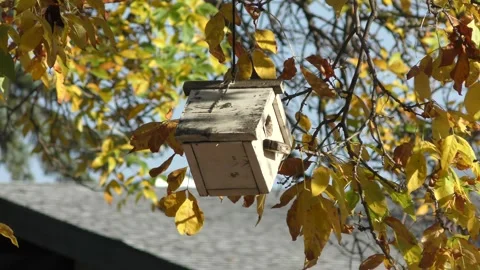 Birdhouse on a tree 動画素材 319427294