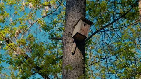 Birdhouse On A Tree In The Forest. Stock Footage 155440397