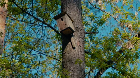 Birdhouse On A Tree In The Forest. Stock Footage 155440540
