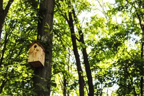 A birdhouse on a tree in the forest Stock Photos