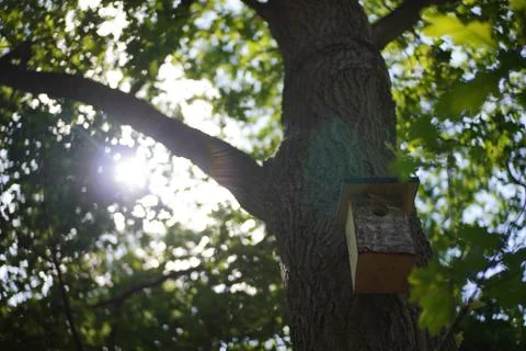 Birdhouse on a tree in a forest, with the sun shining through the leaves Stock Photos