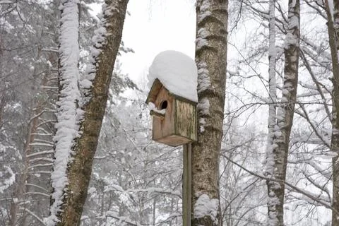 Birdhouse on a tree in the forest in winter Stock Photos