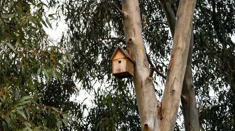 Birdhouse on a tree Foto stock