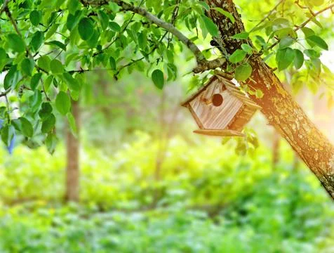 Birdhouse on a tree rays of the sun Foto stock