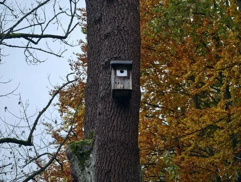 Birdhouse on tree, secluded bird nesting enclosure mounted on tree trunk among Stock Photos