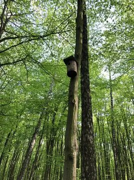 Birdhouse on a tree in the spring in the forest Stock Photos