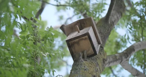 Birdhouse on a tree in an spring park. The green leaves sway slightly Stock Footage 154596674