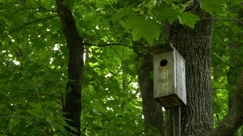 Birdhouse In A Tree In Summer Stock Footage