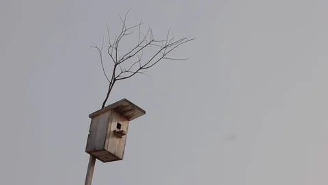 A birdhouse on a tree swaying in the wind Stock Footage 87240067