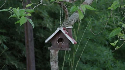 Birdhouse in a tree swaying in the wind Video stock 171380163