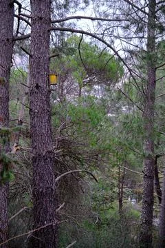 Birdhouse on a tree trunk in a pine forest Stock Photos