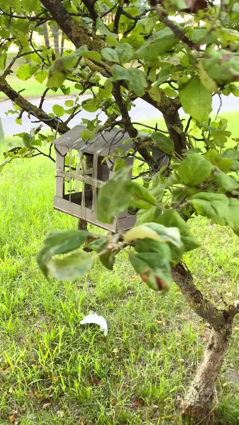 Birdhouse in a tree. Vertical video Stock Footage 281175846