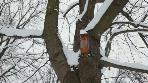 Birdhouse on a tree in winter Stock Footage 228752438