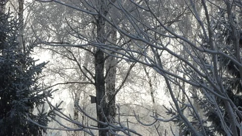 A birdhouse on a tree in a winter forest among frost-covered trees. Stock-Footage 150156133