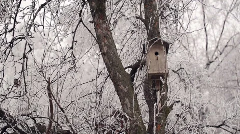 Birdhouse in Winter Forest Stock Footage 45848169