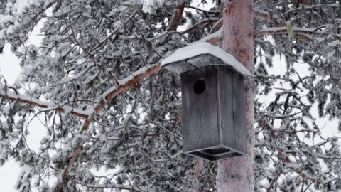 Birdhouse in winter  HD 動画素材 153487699