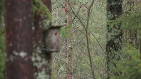 Birdhouse in the woods Stock Footage 49975630