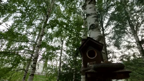 A birdhouse in the woods Stock Footage 142774228