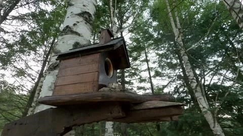 A birdhouse in the woods Stock Footage 142774233