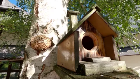 A birdhouse in the woods Stock Footage 142774968