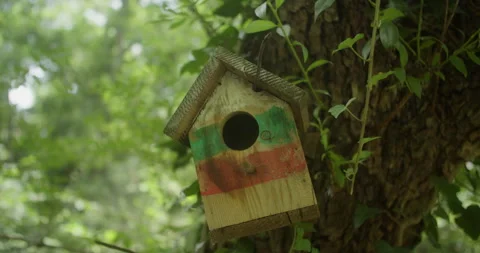 Birdhouse In The Woods 스톡 동영상 246848244