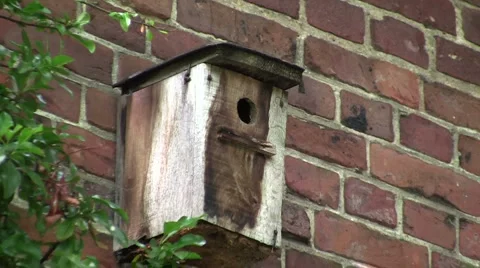 Birdhouse zoom Stock Footage 6531476